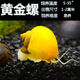 墨之瑤蘋(píng)果螺觀(guān)賞螺魚(yú)缸清潔除藻螺草缸工具黃金紫紋神秘螺水族淡水寵物 黃金螺4+1備損
