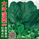 大禹秋季大葉菠菜種子紅根波萊種籽趴地小葉越冬菜籽耐寒耐熱蔬菜四季 大葉菠菜種子 50g