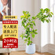 Only you【兩小時達(dá)】黃金榕盆栽富貴樹綠植室內(nèi)辦公室客廳公司開業(yè)喬遷 造型黃金榕【瓷盆隨機(jī)】
