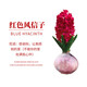 御春閣風(fēng)信子種球水培套裝室內陽(yáng)臺桌面四季水養花卉土培盆栽植物好養的 紅色單球+肥料