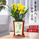 劉閣蘭花蘭花建蘭四季蘭黃金美人濃香花卉盆栽 6苗當年開(kāi)花裸根源頭直發(fā)