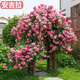 景郁春 JIRYUCUR薔薇花苗藤本月季庭院爬藤植物臺(tái)花卉四季開花安吉拉源頭直發(fā)