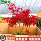 黛陌紅楓小苗中國紅楓樹(shù)苗嫁接紅楓苗三季紅紅楓日本紅楓苗多分支盆景 1厘米粗盆景苗 其他