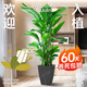 植男植女天堂鳥(niǎo)盆栽客廳室內好養大型綠植辦公室大葉植物鶴望蘭源頭直發(fā)