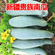 沐小七果蔬新疆貴族南瓜應季現摘 蔬菜寶寶助食貝貝銀栗 金絲板栗味老南瓜 5斤裝【精挑品質(zhì)】
