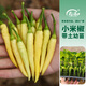 壽禾 辣椒苗各種椒苗壽光菜苗苗子朝天椒樹苗帶土發(fā)貨秋冬山東蔬菜苗 小米椒辣椒苗 6棵