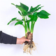 種花迷大葉滴水觀音綠植小葉千手觀音室內(nèi)水培四季常青懶人桌面植物盆栽 單顆5—6頭40—50厘米 不含盆