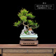 瀚林怡景小葉赤楠盆栽大棵植物假山盆景老樁造型紅楊室內客廳大型綠植桌面 假山盆景-小葉赤楠【中號】-木座