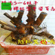 野生黃荊老樁室內外四季青園栽好養綠植物現挖樹(shù)樁盆栽樁盆景 精選5--6枝老黃荊