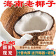 果坊情海南老椰子毛椰子煲湯當(dāng)季水果新鮮椰子熱帶生鮮椰子榨汁源頭直發(fā) 2個(gè)裝