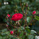 云南食用玫瑰花苗大馬士革滇紅小苗四季開(kāi)花金邊墨紅陽(yáng)臺花卉盆栽 金邊【四季開(kāi)花 清香】 5顆送1