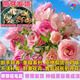 進(jìn)口蝴蝶花毛茛種球根帶芽重瓣洋牡丹花苗陽(yáng)臺盆栽四季開(kāi)花卉植物 進(jìn)口重瓣混色5顆種球（隨機發(fā)） 正品包對版-送專(zhuān)用肥料