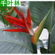 室內觀(guān)葉觀(guān)花植物 鶴望蘭苗 天堂鳥(niǎo)盆栽花卉當年開(kāi)花蘭花大苗 深紅色2年苗三棵 不含盆