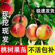 四川水蜜桃樹(shù)苗桃樹(shù)桃子樹(shù)苗脆桃黃桃冬桃樹(shù)果樹(shù)南方盆栽水果苗木 4年嫁接苗