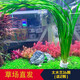 逸樂(lè )寵魚(yú)缸水草活體魚(yú)缸造景懶人水草套餐有莖類(lèi)水榕前中后景水蘭珍珠皇冠真水草水蘭水族箱裝飾小魚(yú)缸造景 大水蘭8顆