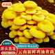 京地達云南特產(chǎn)新鮮雞油黃菌凈重1斤裝菌菇黃金菇火鍋食材源頭直發(fā)包郵