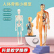 天元尚品可拆卸拼裝人體模型結構骨架骨骼器官3d骨架內臟解剖早教兒童玩具 透明全身人體模型