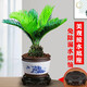詩(shī)甲鐵樹(shù)蘇鐵樹(shù)綠植盆栽小盆景室內好養植物招財花卉節日送禮 蘇鐵樹(shù)+青花瓷816+接水底座