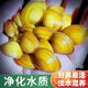 黃金蜆小河河蚌鮮活糞便清理水質(zhì)觀(guān)賞綠水淡水生物凈化 黃金蜆20只送5只