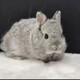 寵物兔進(jìn)口雙血統短毛侏儒兔折耳垂耳二代混血寵物兔寵物兔子活體 單血金吉拉侏儒兔1只
