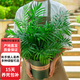 歐芽大型客廳室內(nèi)盆栽綠植花卉植物鳳尾竹 散尾葵 富貴椰子z6 總高50-60厘米一盆8-12棵 原盆