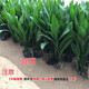 一葉蘭盆栽綠植室內客廳陽(yáng)臺植物辦公室內庭院觀(guān)葉綠植蘭花Y 一葉蘭【60-70cm高】28棵 不含盆