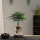 八芽文竹水培植物綠植辦公室內(nèi)水養(yǎng)綠蘿花卉客廳桌面盆栽四季水生好養(yǎng) 文竹-火山杯 帶盆栽好