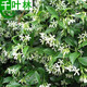風(fēng)車(chē)茉莉盆栽大苗 陽(yáng)臺庭院爬藤植物絡(luò )石 萬(wàn)字茉莉 當年開(kāi)花芳香 5年苗開(kāi)花多多 苗