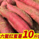 【京鮮配送】福建六鰲沙地紅蜜薯10斤紅薯紅心地瓜新鮮板栗香蕃薯蔬菜 大果 5斤