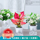 櫻霞【順豐上門】花卉植物室內(nèi)桌面凈化空氣水培小綠植好養(yǎng)活驅(qū)蚊盆栽 開花組合梔子花+吉利紅+九里香 帶盆