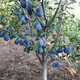 蜂糖李子樹(shù)苗西梅苗嫁接脆甜李三華李脆紅李南方北方種植李子苗樹(shù) 法蘭西西梅5年苗【當年結果好成活】 80cm(含)-120cm(含)