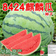 8424麒麟少籽西瓜種子特大巨型甜王南方四季蔬菜水果種孑 冰糖麒麟8424西瓜種子 原裝【約50?！库牷? title=