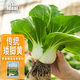 IDEAL四季南京矮腳黃菜籽種子青菜奶白菜蔬菜籽大全秋冬小白菜種孑30g
