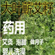 歌傳藥用食用艾草艾葉種籽艾絨蘄艾植物大葉艾草種子艾草苗五月艾籽 大葉蘄艾種子一斤