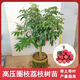 高壓圈枝荔枝樹苗剝枝樹苗當(dāng)年結(jié)果庭院南方種植桂味冰荔荔枝樹苗 桂味 3-4公分