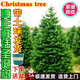 真圣誕樹(shù)真樹(shù)盆栽松樹(shù)圣誕樹(shù)挪威云杉樹(shù)苗鮮活的室內客廳商場(chǎng)節日 挪威云杉圣誕真樹(shù)80-100厘米高