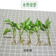 格調生活水培綠蘿裸根水養綠植物大葉綠籮花卉金錢(qián)發(fā)財樹(shù)白吉利紅掌富貴竹 5株水養綠蘿 不含盆