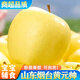 京橙美錦山東煙臺(tái)黃元帥蘋(píng)果新鮮當(dāng)季水果黃金帥黃香蕉蘋(píng)果粉面寶寶可刮泥 凈重8.5-9斤中果【75-80mm】實(shí)惠