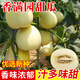 中科茂華（ZHONG KE MAO HUA）甜瓜種子 京蜜一號早熟香瓜種子雜交薄皮抗病 甜瓜種籽春季瓜種子 香滿(mǎn)園50粒(糖度高 薄皮)