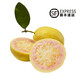 蔬果哆順豐快遞廣東特產(chǎn) 樹(shù)上熟 芭樂(lè )  胭脂紅白肉軟糯 番石榴 雞屎果 1.5kg(樹(shù)上熟三斤)