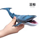 wiben鯨魚(yú)仿真海洋動(dòng)物藍鯨模型玩具塑膠實(shí)心擺件兒童男海底總動(dòng)員 藍鯨/新款空心