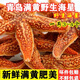 海星鮮活海鮮水產冷凍活體滿籽海五星新鮮活的大海星 大號海星 500g /4-6只 500克