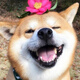 祥彥方依純種柴犬幼犬活體小型犬寵物狗豆柴犬赤色柴犬黑色柴犬日本小柴犬 血統(tǒng)級(jí)
