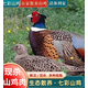 歡之婧 七彩山雞農家散養(yǎng) 新鮮山雞肉 鮮活 現(xiàn)殺土雞大公雞老母雞 現(xiàn)殺山雞  2只共4-5.1斤【順豐】