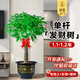臨雅發(fā)財樹綠植物客廳盆栽大棵室內(nèi)擺大型步步高招財樹辦公室喬遷開業(yè) 單桿發(fā)財樹1.0-1.1米+福字盆
