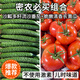 流沙西紅柿和長(cháng)黃瓜組合自然生長(cháng) 不催熟 現摘現發(fā) 番茄 4斤 【2斤西紅柿和2斤黃瓜】雙拼