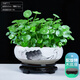 幼薇銅錢(qián)草盆景大葉水培植物花卉好養室內盆栽客廳水養金錢(qián)草桌面綠植 銅錢(qián)草+蓮藕山水陶瓷盆+旋轉底座 帶盆栽好
