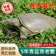 【便宜】足斤滋補3-4斤鮮活甲魚(yú)老鱉食用原生態(tài)大甲魚(yú)稻田中華鱉 2-2.2斤（鮮活甲魚(yú)）