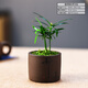 自然空間羅漢松盆栽室內綠植辦公客廳桌面趣味迷你小盆景四季好養植物擺件 靜思紫砂羅漢松+09鏤空座