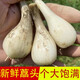 囧仙子新鮮蕎頭教頭應(yīng)季時令蔬菜農(nóng)家茭頭米茭叫頭下飯菜藠頭 蕎頭5斤裝